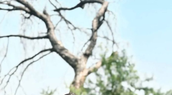 বিয়ের জন্য কার্যকরী পরামর্শ বিয়ে